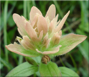 Wild Flower Plants